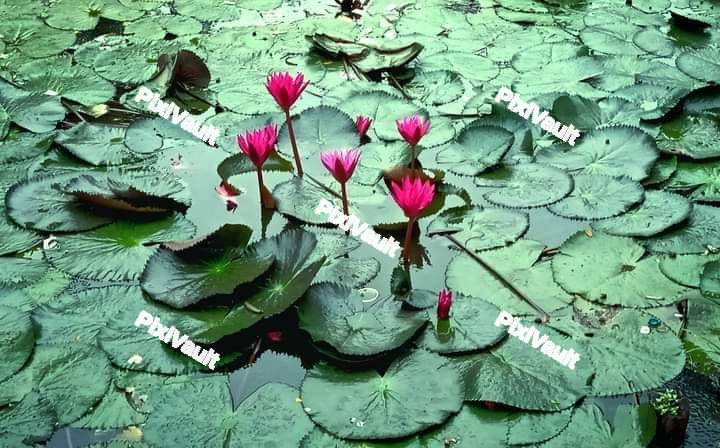 Egyptian Lily's Flower